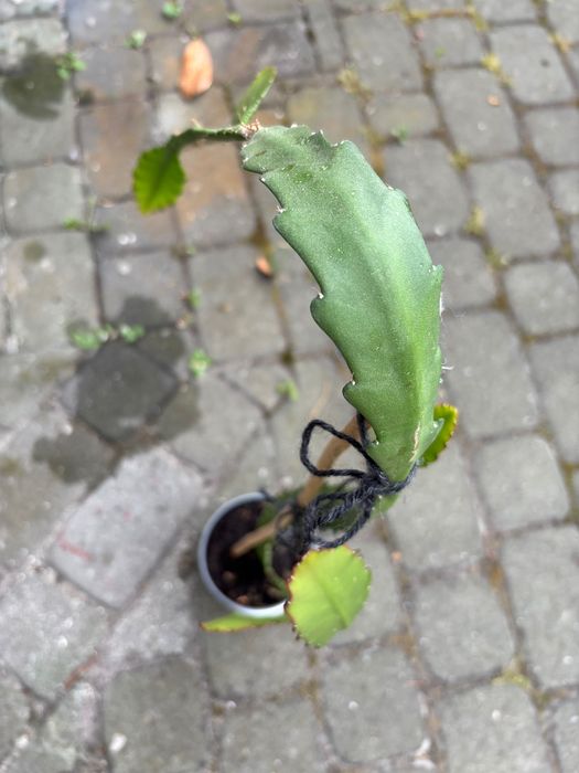 Grudnik czerwony kaktus Bożego Narodzenia Epiphyllum Ackermanii