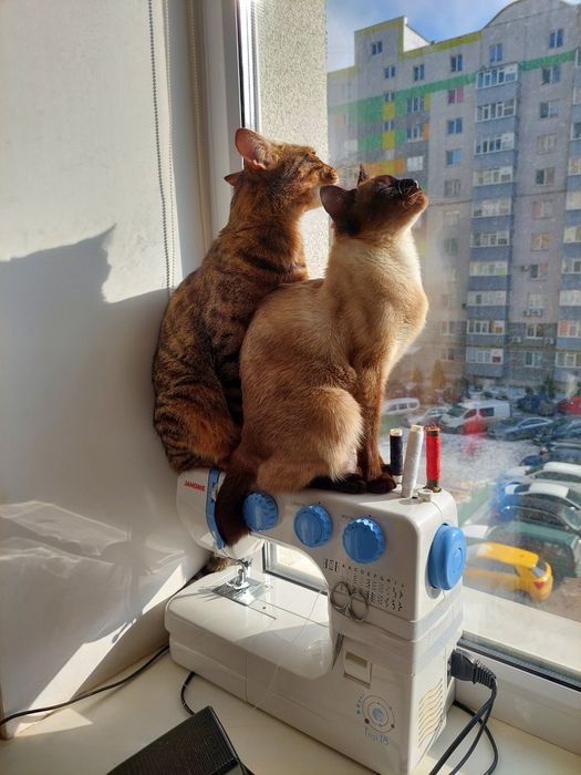 В'язка! Сіамська кішка шукає сіамського кота