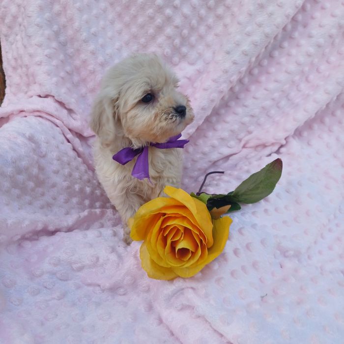 Найлюбиміша мальтіпу Ф1