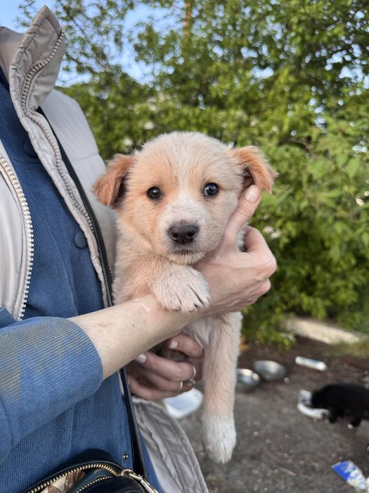 Цуценята в добрі руки