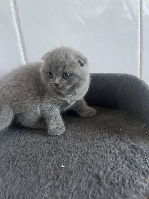 Scottish fold de boa qualidade