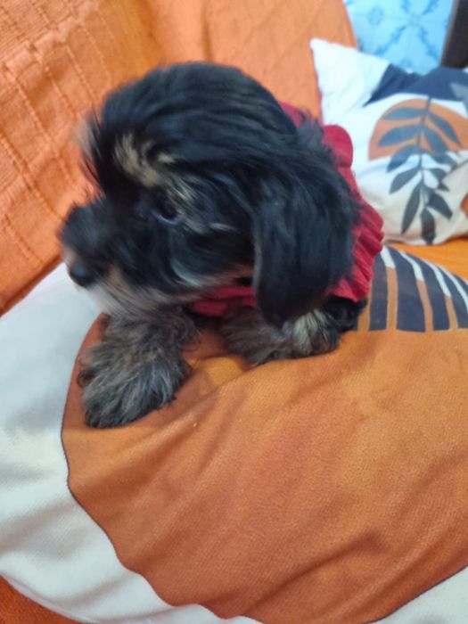 Yorkshire terrier femea xcelente