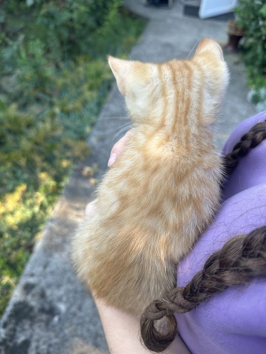 Віддам котика в добрі руки! Безкоштовно