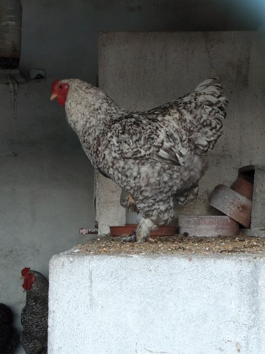 Galo brahama barrado