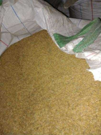 Sprzedam owies Poker