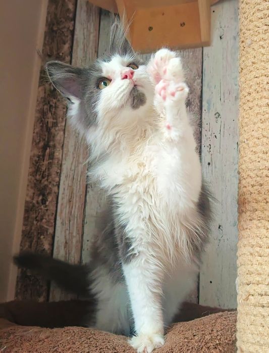 Rodowód FPL-Piękny dorodny Kocurek Maine Coon- dostępny w połowie lute