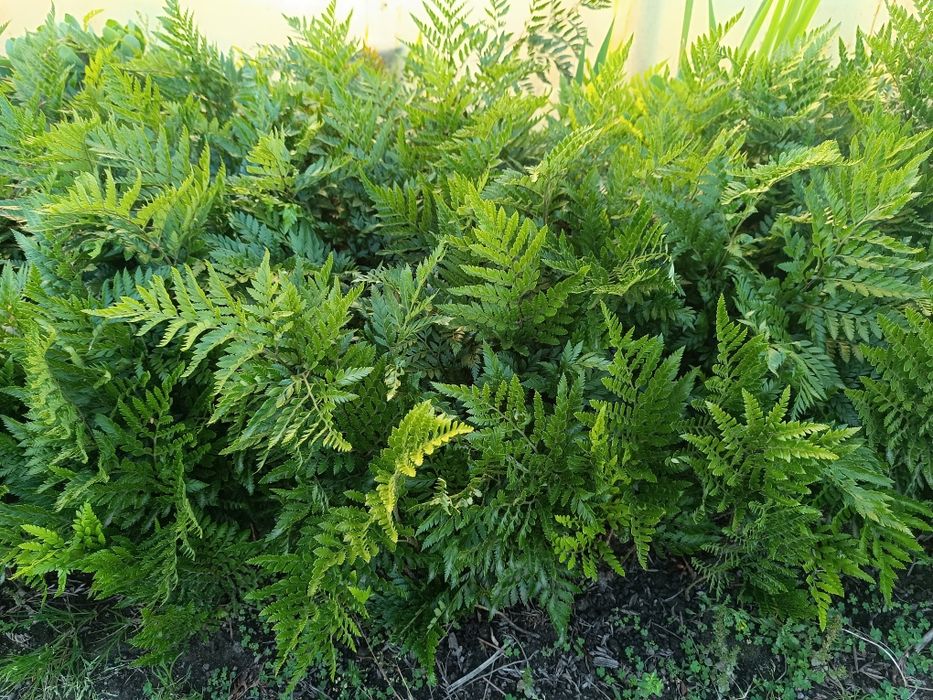 Fetos de  jardim