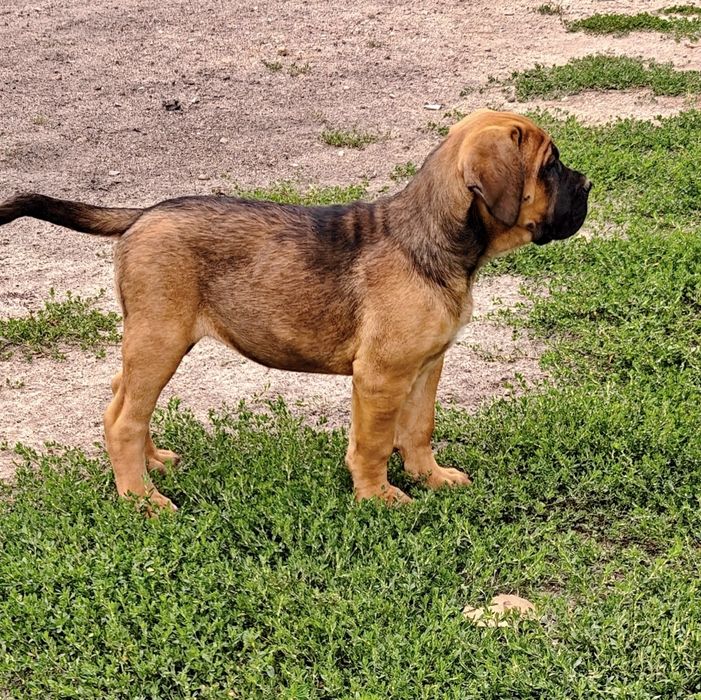 Cane Corso Italiano płowa suczka z nalotem