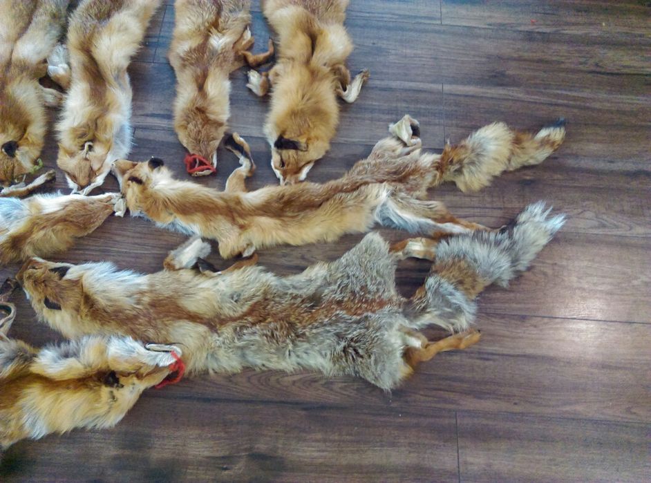 Skóra z lisa naturalnego 100zl/szt, 1 sztuka