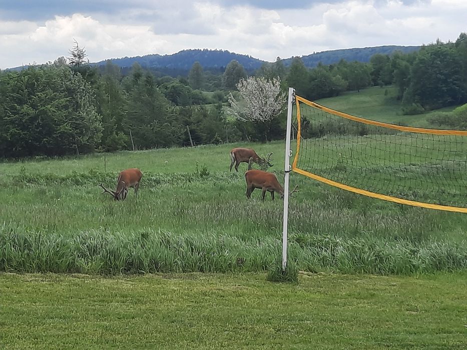 Domki całoroczne  Noclegi Bieszczady Solina Ustrzyki Dolne -Równia- s