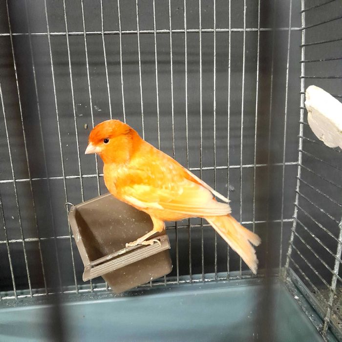 Kanarek (Serinus canaria)