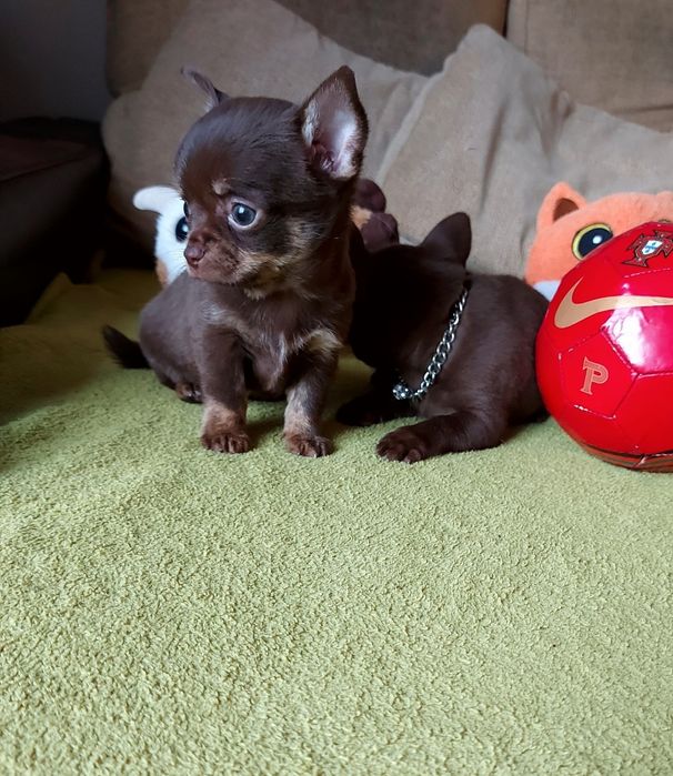 Espetacular Fêmea Chihuahua