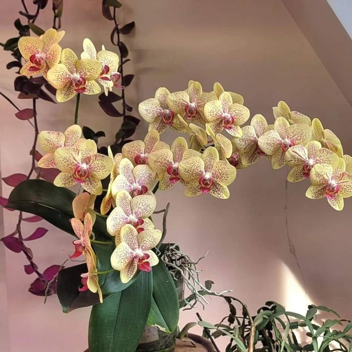 Замиакулькас, каланхое, алое, пальма монстера, диффи, орхидея