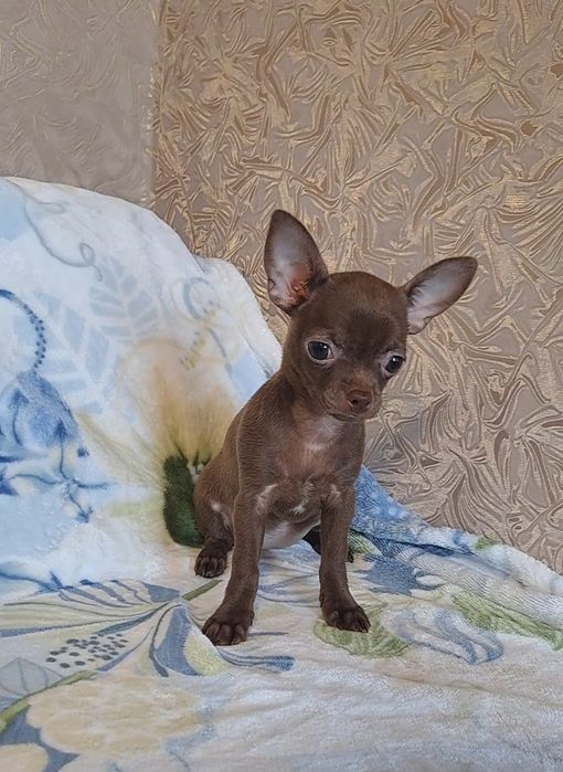 Шоколадная красота