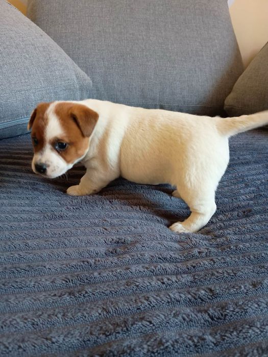Jack Russell terrier Szczeniak