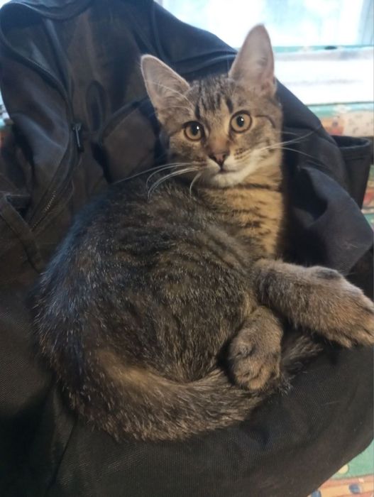 Безкоштовно кішка - віддамо у гарні руки!