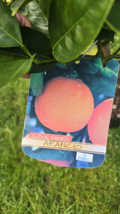 Drzeko pomarańczy arancio