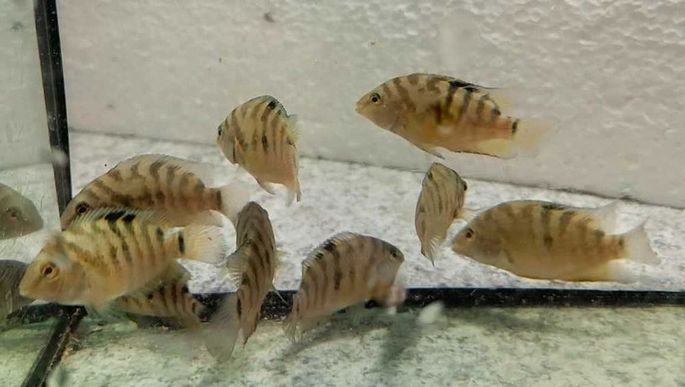 Pielęgnice Zebry - sprzedam