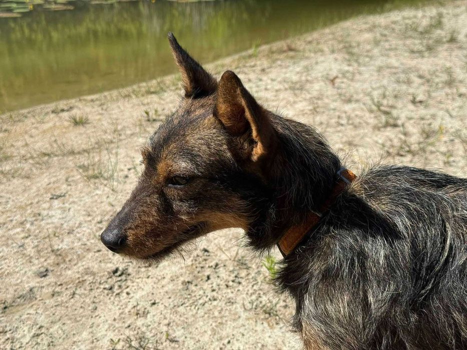 Drobnej budowy niewielki Tymek w typie teriera do adopcji