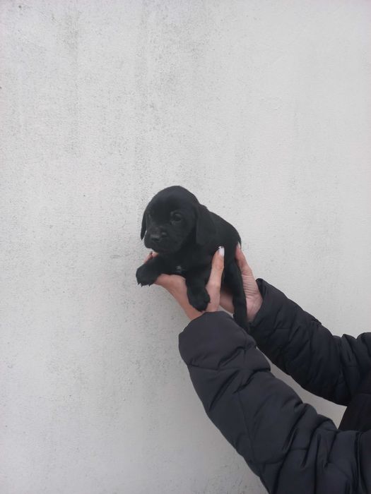 Собачки кокер спаниель