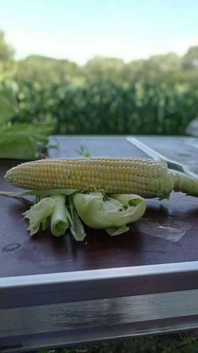 Солодка кукурудза Ракель м.Кременчук
