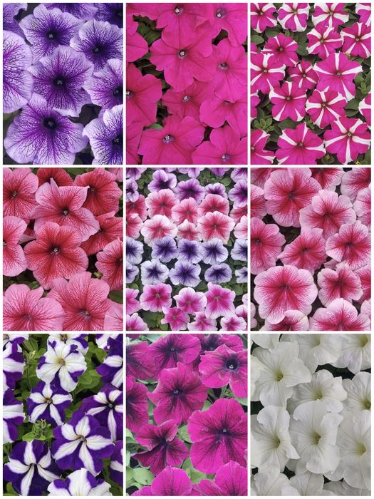 Петунія квіти,розсада