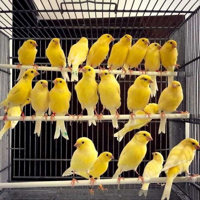 Vendo roseicolis criados a mão meiguinhos