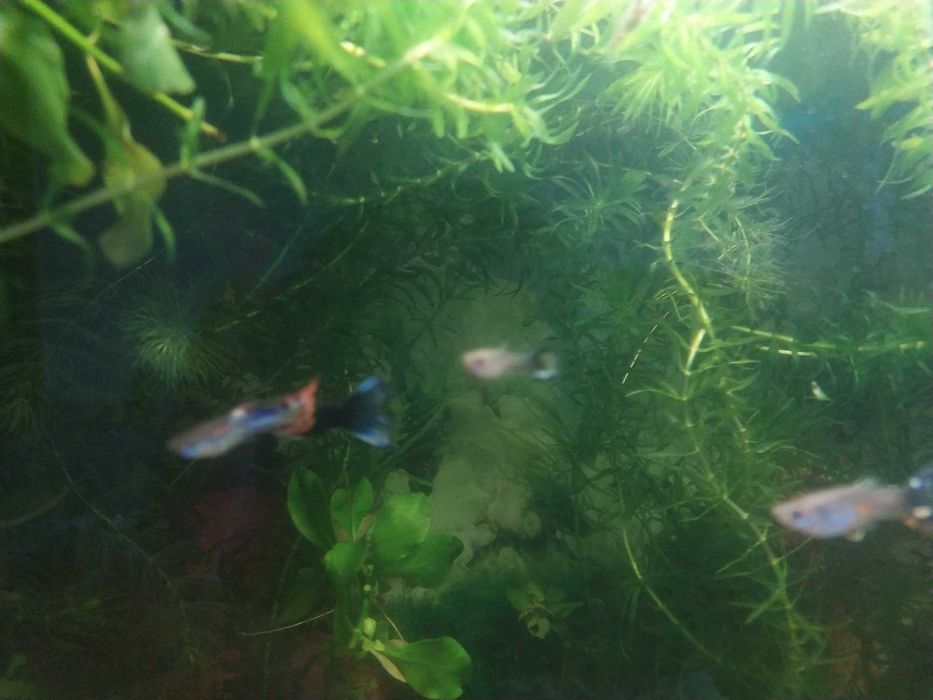 Продам рибок Гупі, Мечоносці. Також равлики "Ампулярії"