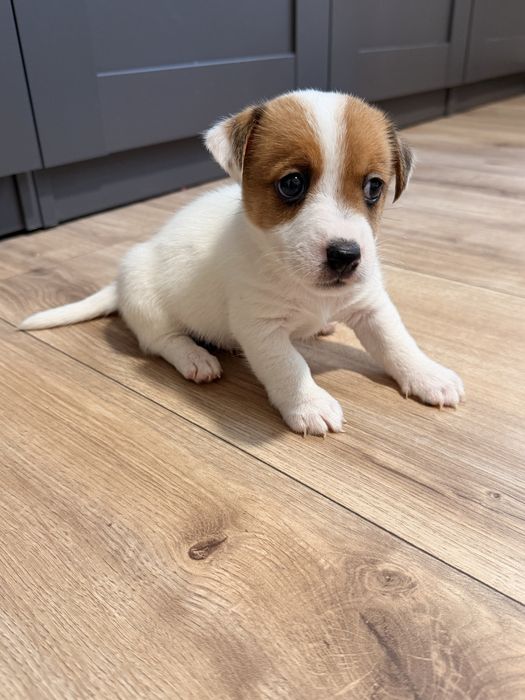 Piesek Jack Russel Terrier