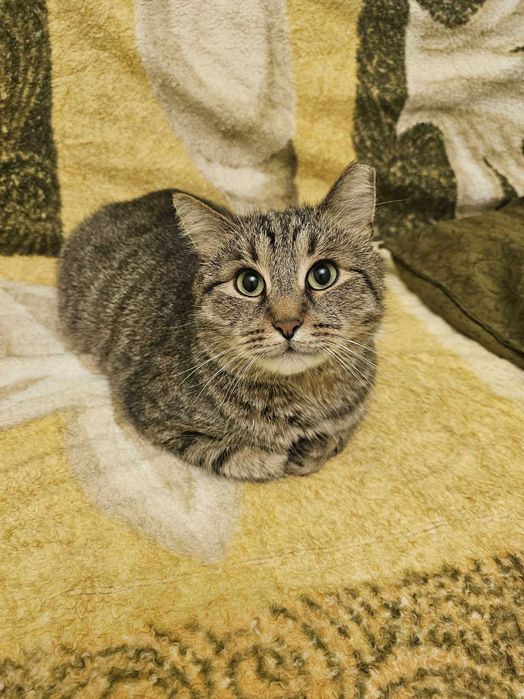 Bury Racuch czeka na dom! – kocurek do adopcji