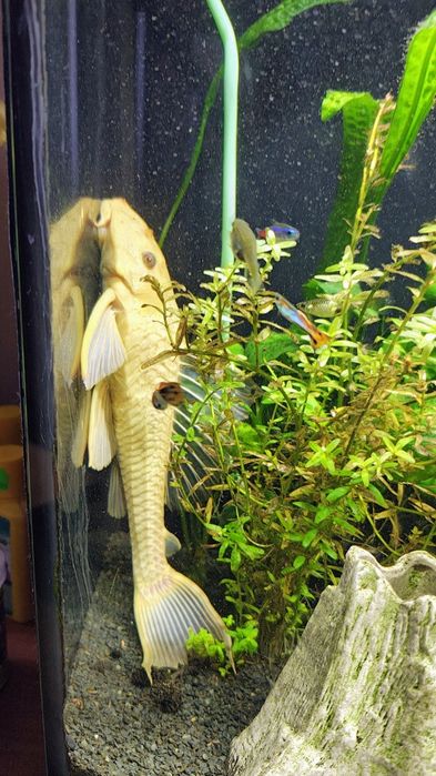 Zbrojnik złoty 27 cm