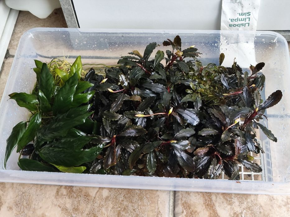 Bucephalandras, anubias Nana, vários tamanhos Promoção!