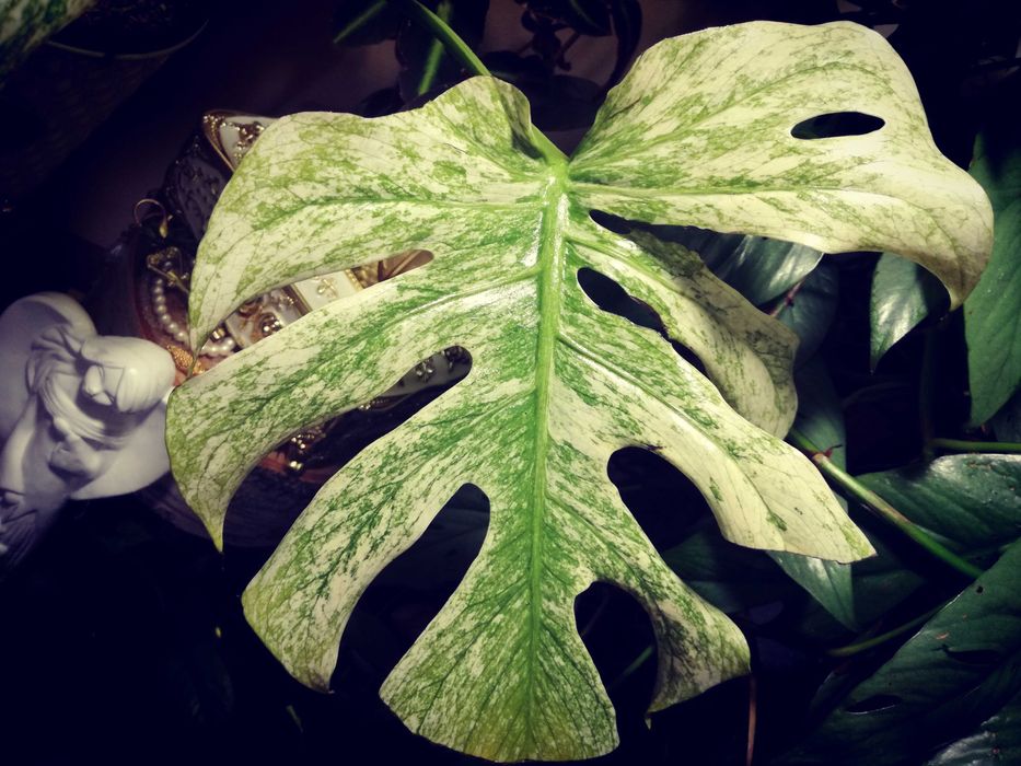 Monstera Mint Albo Variegata Kunzo White Monster NOWA platinum philode