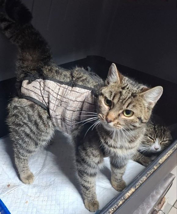 Терміново дівчинки 7 міс