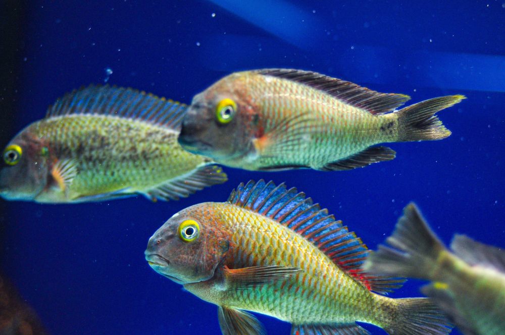 Tropheus Lufubu, ciclideos africanos, lago tanganyika