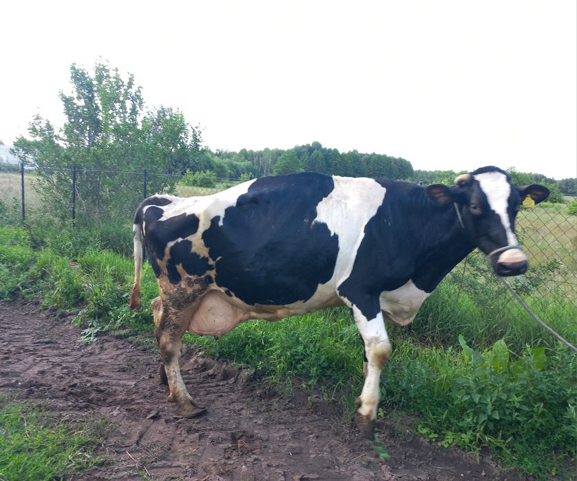 Krowa, krowa mleczna, likwidacja stada