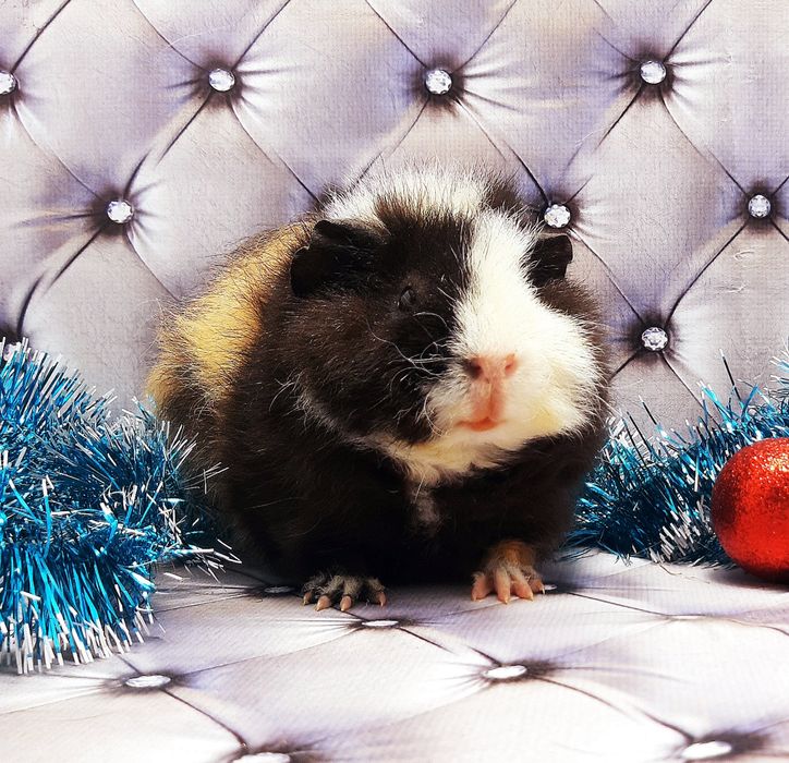 Морские свинки,морская свинка,морські свинки,морська свинка