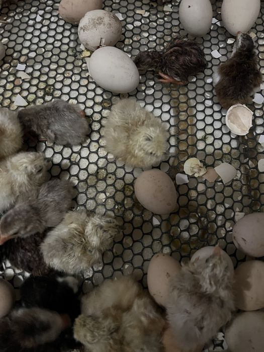 Добові курчата китайська шовкова