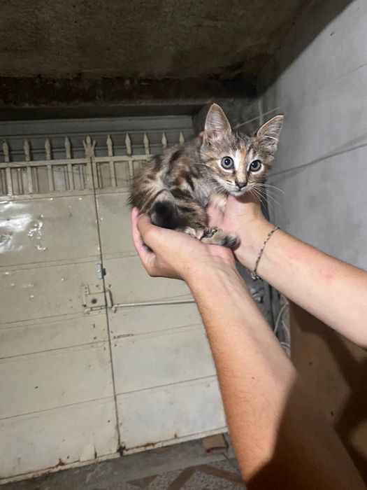 Gatos de 8 semanas
