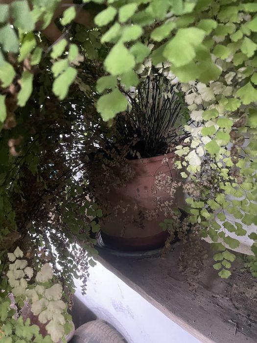 Planta Avenca em vaso