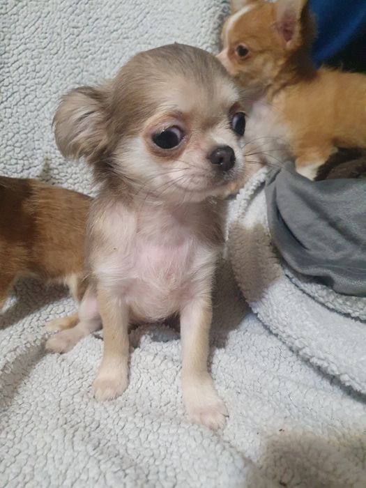 Длинношерстная девочка чихуахуа