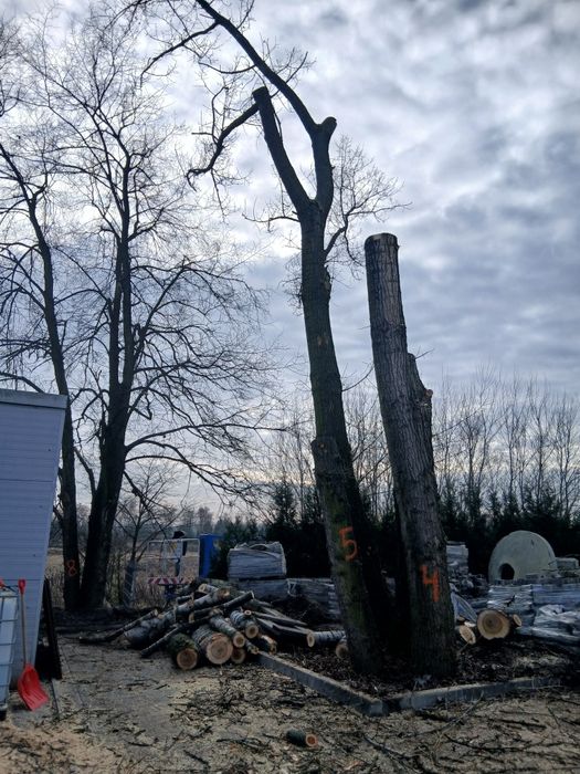 Wycinka przycinka pielegnacja drzew zwyzka