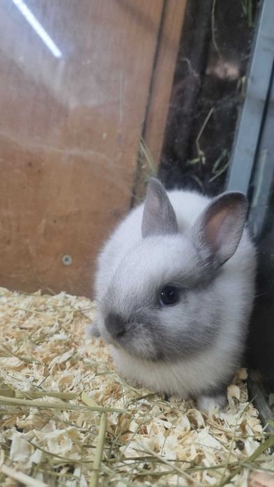 Królik Miniaturka Króliczek