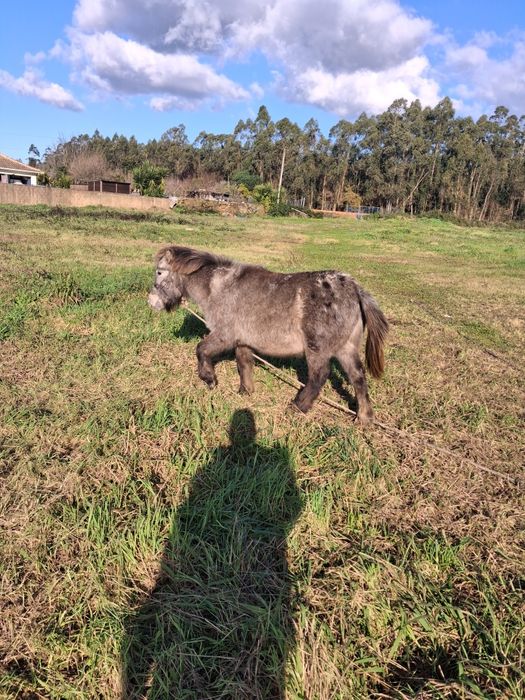 Pónei apaluso macho