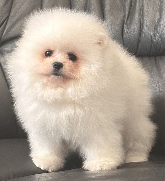 Померанський шпиц boy