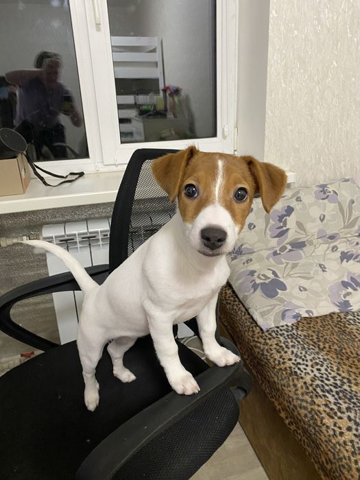 Ищу кобеля для вязки Джек Рассел Терьер