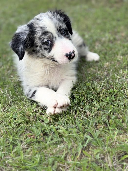 Border Collie Suczka Blue Merle