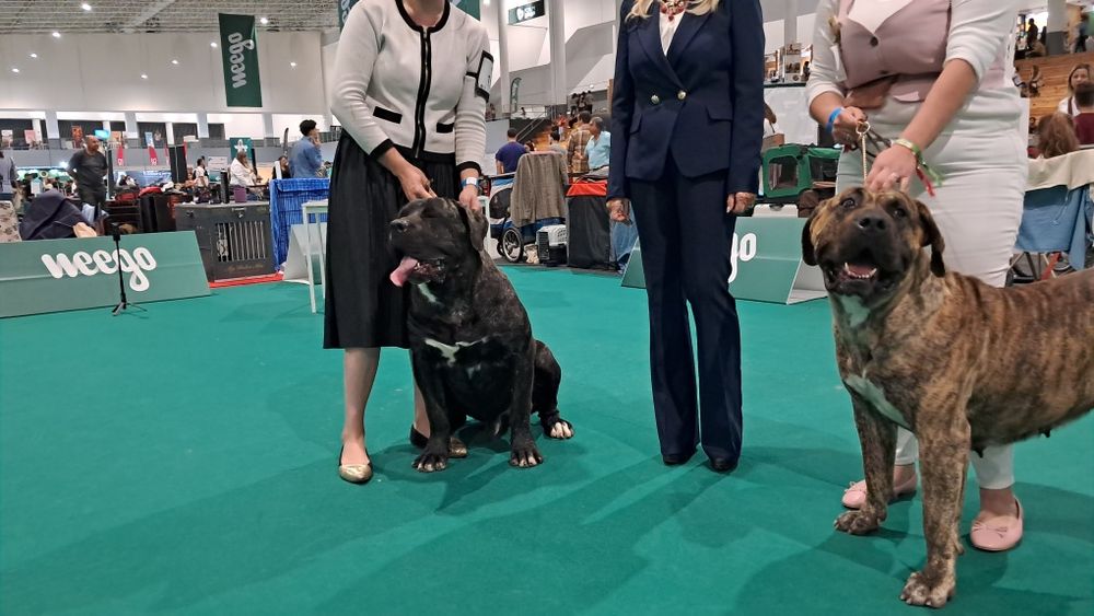 Cachorro Presa Canário