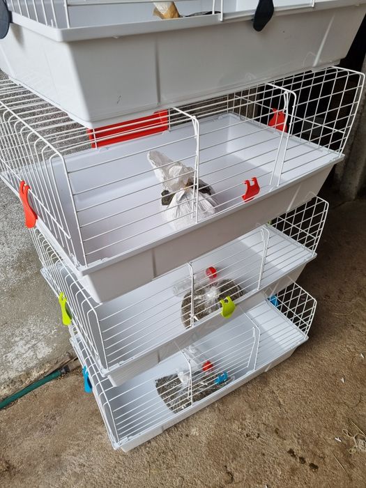 Kit coelhos anoes mini lop(orelhudos) puros e mini holandes no criador