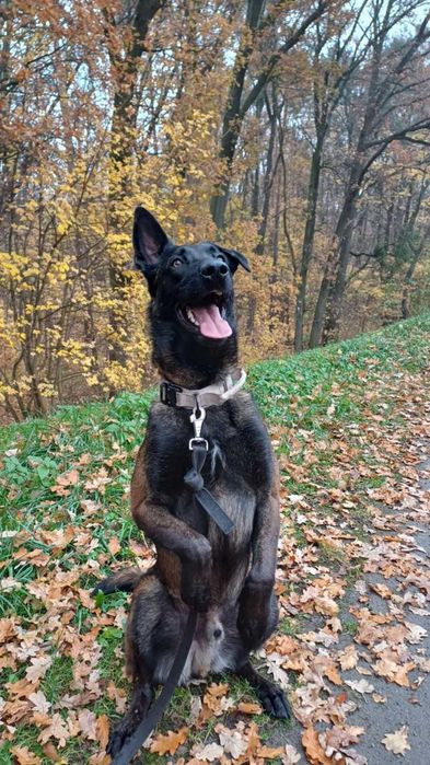 Nico-młody pies w typie owczarek belgijski malinois dla doświadczonych